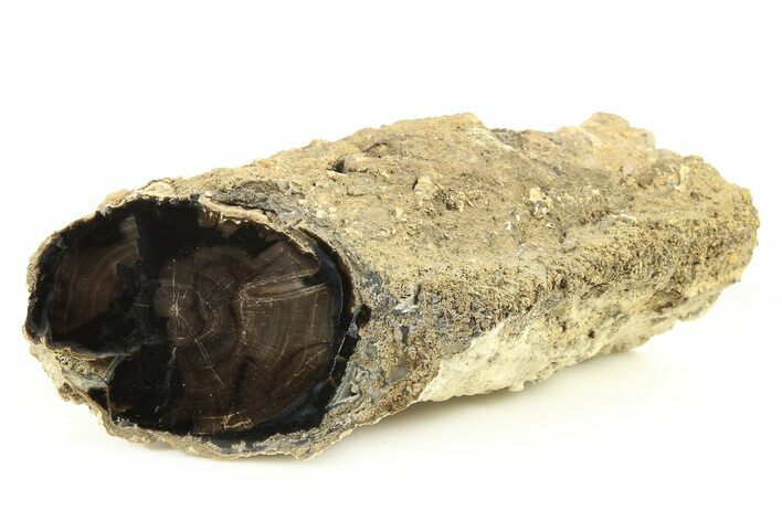 Long, Petrified Wood (Schinoxylon) Limb - Blue Forest, Wyoming #274821